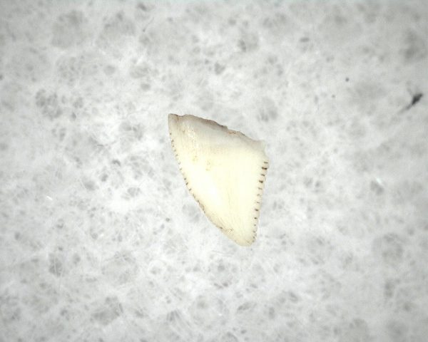 Triassic Dinosaur Tooth #3 - Image 2