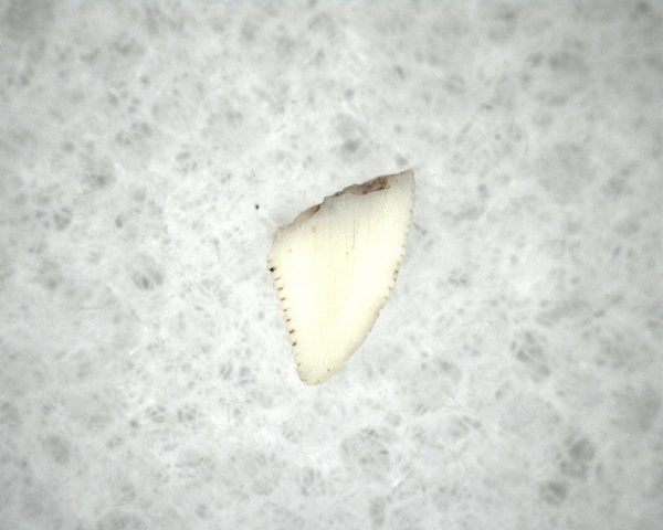 Triassic Dinosaur Tooth #3 - Image 3