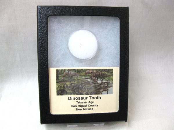 Triassic Dinosaur Tooth #7