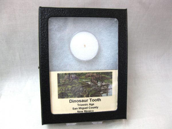 Triassic Dinosaur Tooth #8