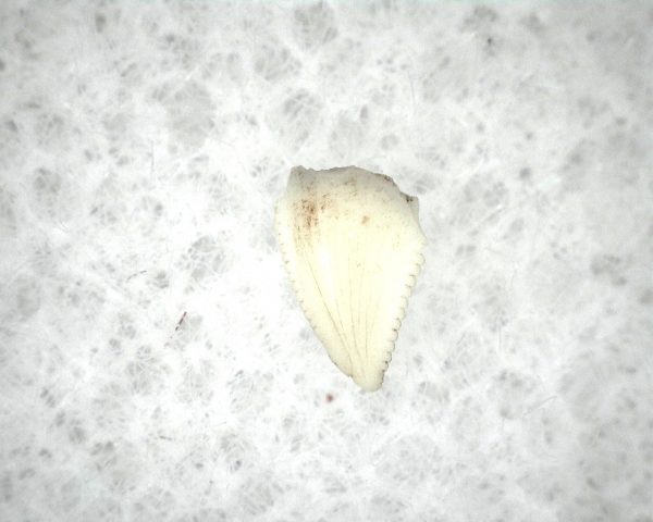 Triassic Dinosaur Tooth #8 - Image 3