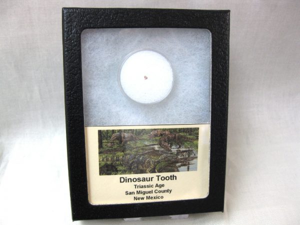 Triassic Dinosaur Tooth #9