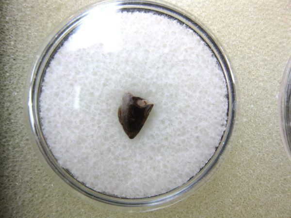 Hesperosuchus Reptile Tooth #5