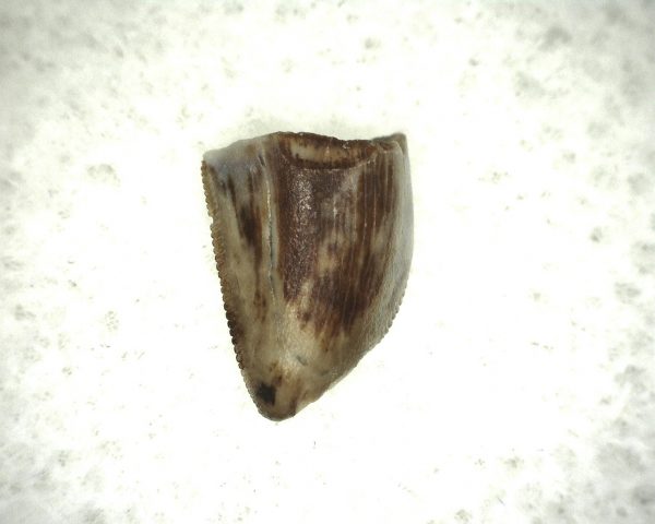 Hesperosuchus Reptile Tooth #5 - Image 3