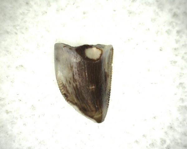 Hesperosuchus Reptile Tooth #5 - Image 2