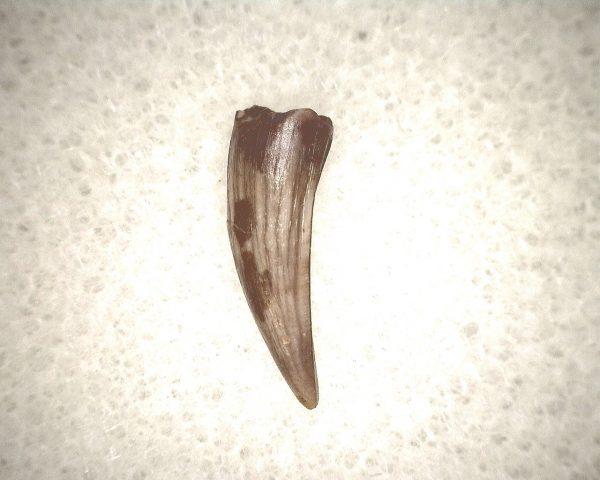 Koskinodon Amphibian Tooth #13