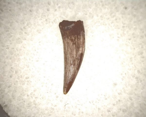 Koskinodon Amphibian Tooth #13 - Image 2