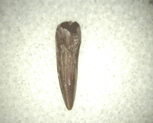 Koskinodon Amphibian Tooth #14