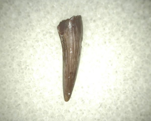 Koskinodon Amphibian Tooth #14 - Image 2