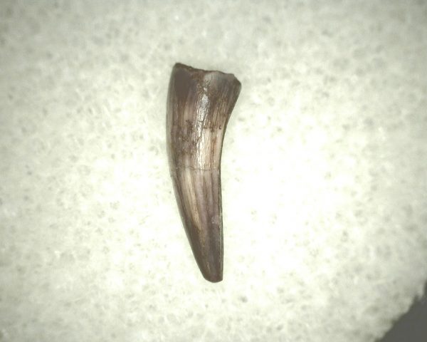 Koskinodon Amphibian Tooth #18