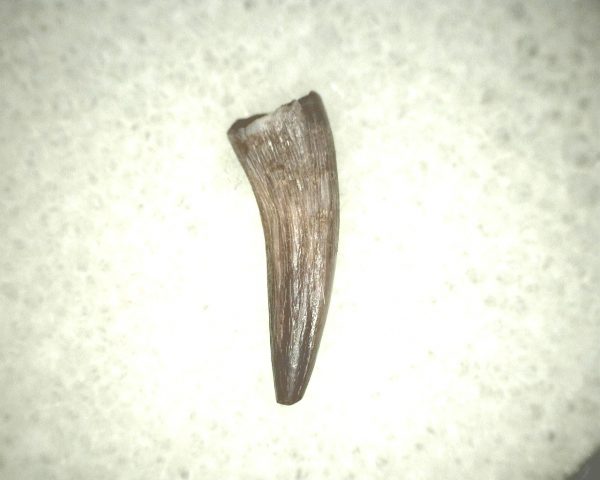 Koskinodon Amphibian Tooth #18 - Image 2