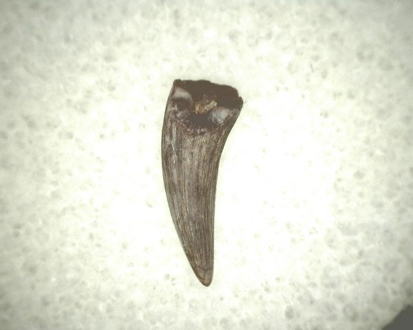 Koskinodon Amphibian Tooth #19