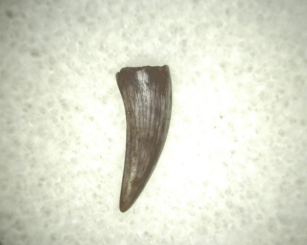 Koskinodon Amphibian Tooth #19 - Image 2