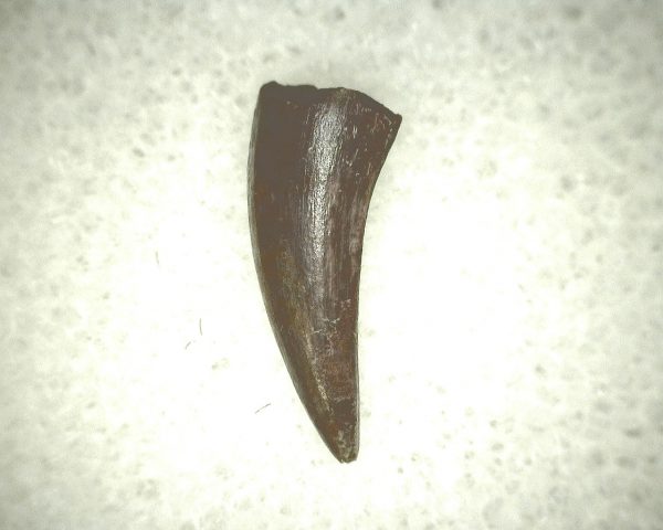 Koskinodon Amphibian Tooth #20