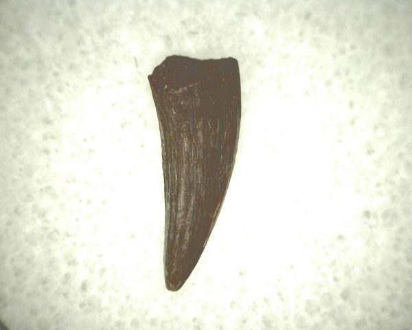 Koskinodon Amphibian Tooth #20 - Image 2