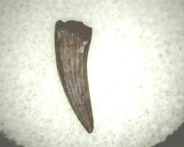 Koskinodon Amphibian Tooth #21