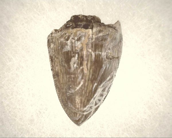 Phytosaur Tooth #10