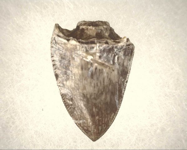 Phytosaur Tooth #10 - Image 2