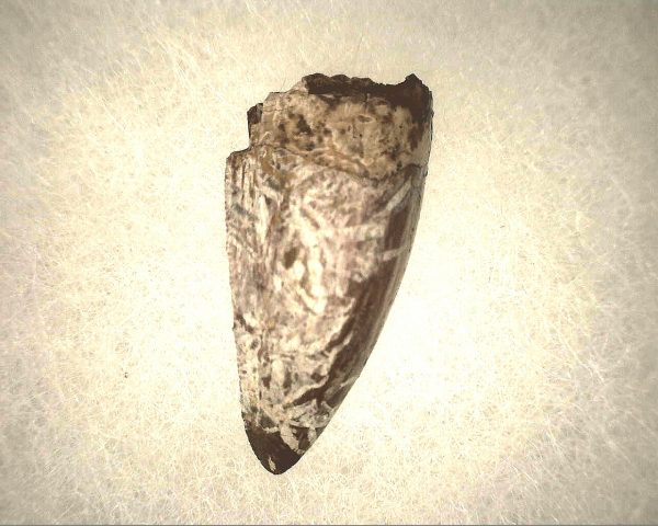 Phytosaur Tooth #11