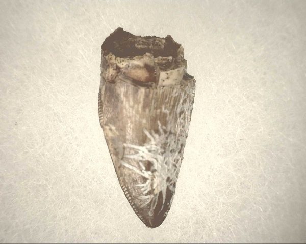 Phytosaur Tooth #11 - Image 2