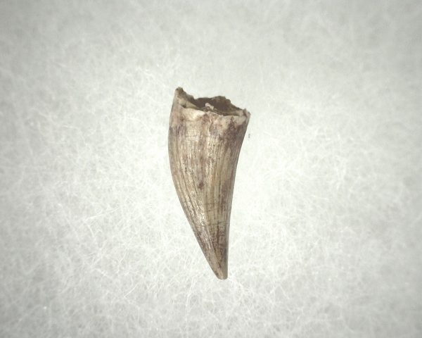 Phytosaur Tooth #12