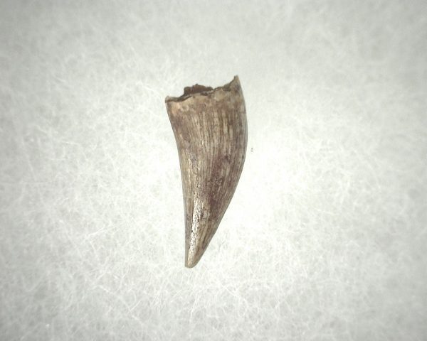 Phytosaur Tooth #12 - Image 2