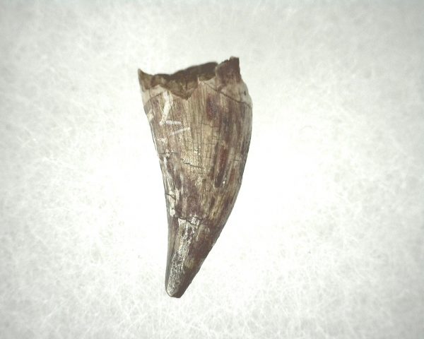 Phytosaur Tooth #13