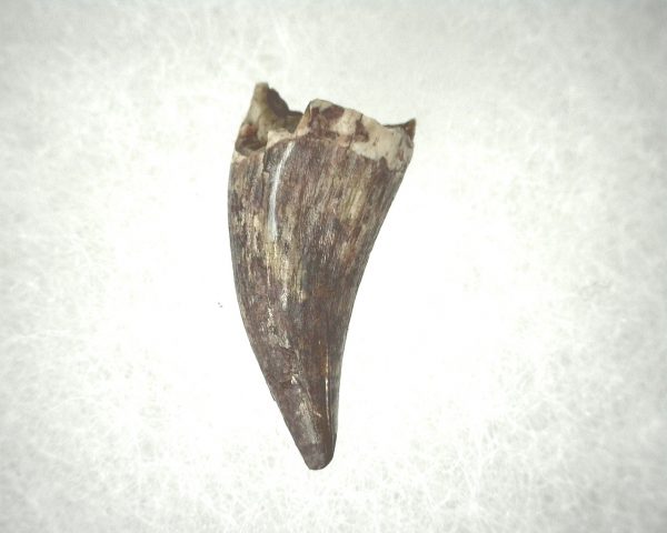 Phytosaur Tooth #13 - Image 2