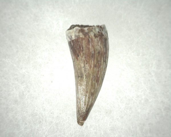 Phytosaur Tooth #14