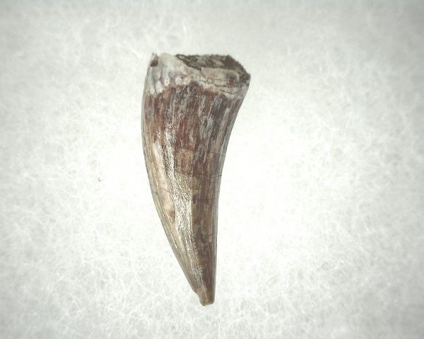 Phytosaur Tooth #14 - Image 2