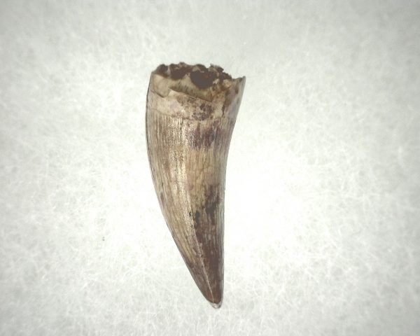 Phytosaur Tooth #15