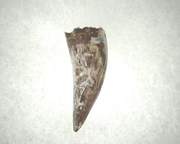 Phytosaur Tooth #15 - Image 2