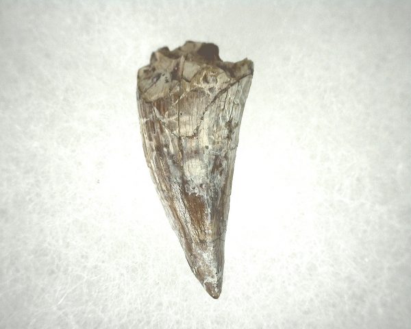 Phytosaur Tooth #16