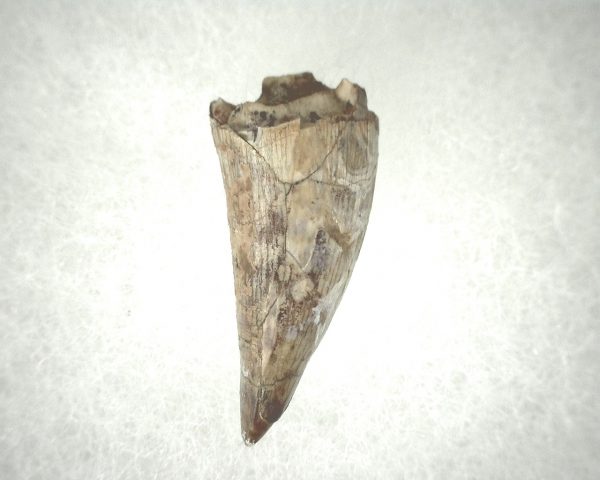 Phytosaur Tooth #16 - Image 2