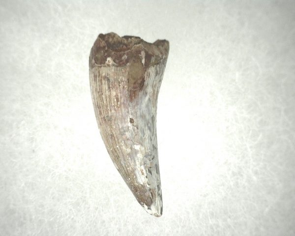 Phytosaur Tooth #18