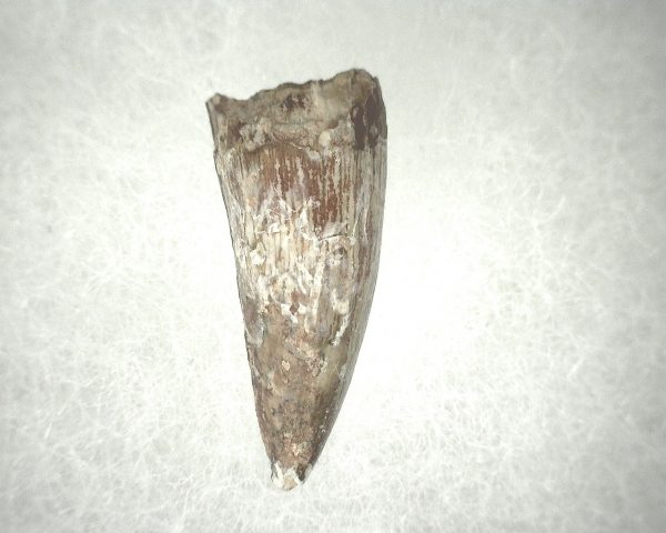 Phytosaur Tooth #18 - Image 2