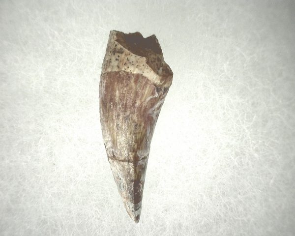 Phytosaur Tooth #19