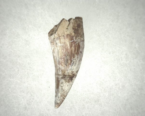 Phytosaur Tooth #19 - Image 2