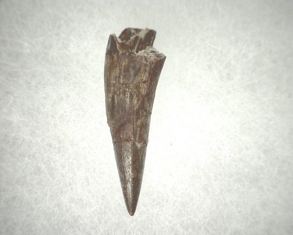 Phytosaur Tooth #20