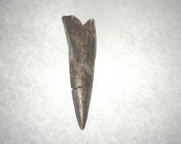 Phytosaur Tooth #20 - Image 2