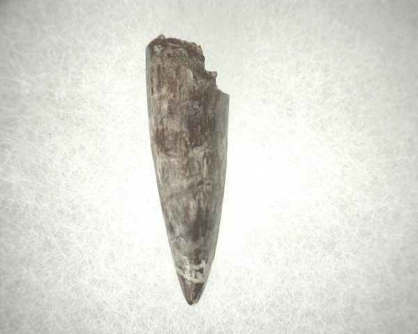 Phytosaur Tooth #21