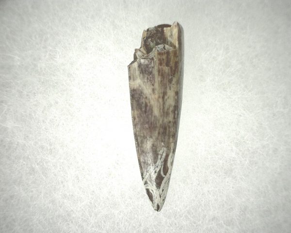 Phytosaur Tooth #21 - Image 2