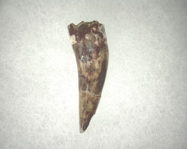 Phytosaur Tooth #22