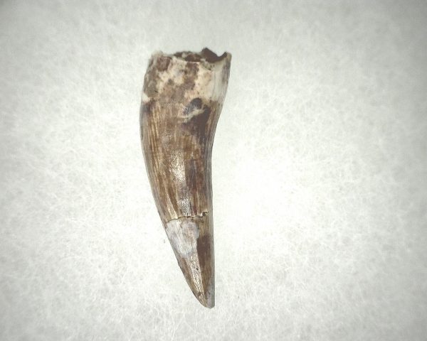 Phytosaur Tooth #22 - Image 2