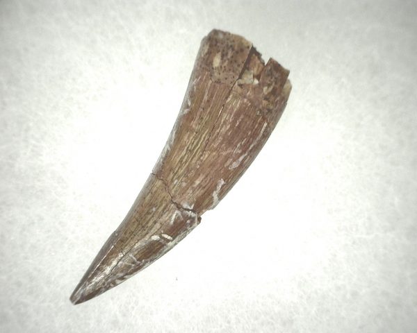 Phytosaur Tooth #23