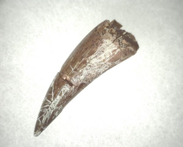 Phytosaur Tooth #23 - Image 2