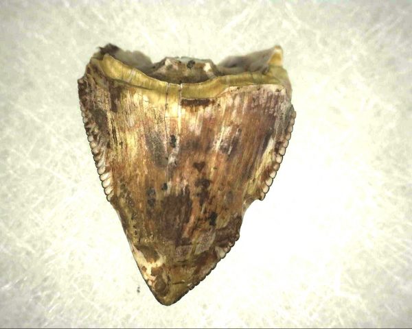 Phytosaur Tooth #4