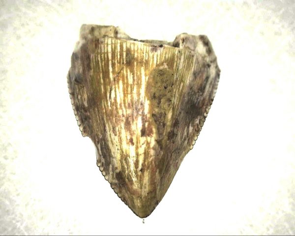 Phytosaur Tooth #4 - Image 2