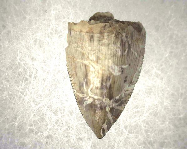 Phytosaur Tooth #5