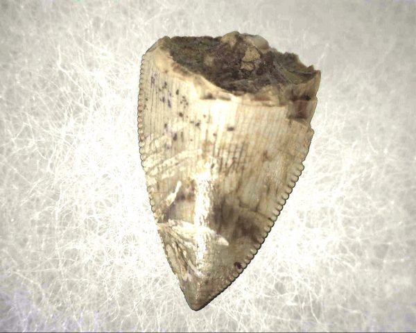 Phytosaur Tooth #5 - Image 2